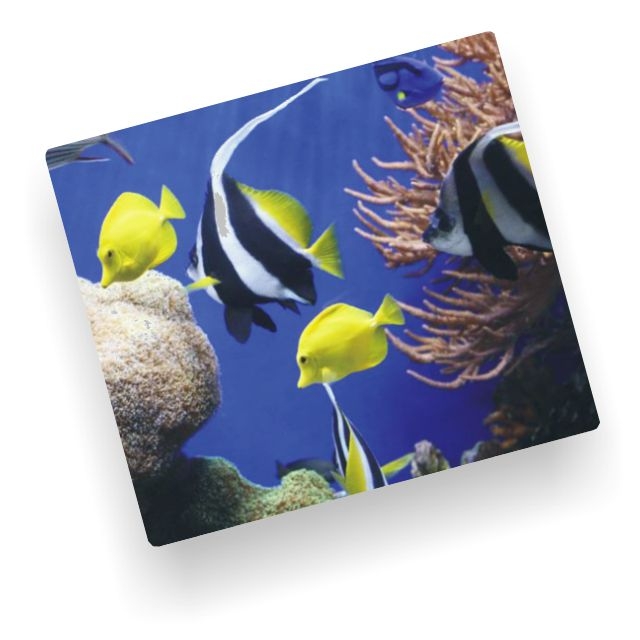 Comprar Alfombrilla para ratón Fellowes decoradas fotos